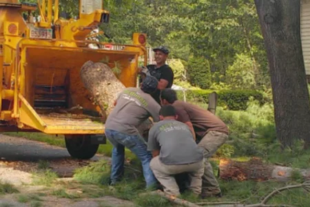 Excellent Tree Removal