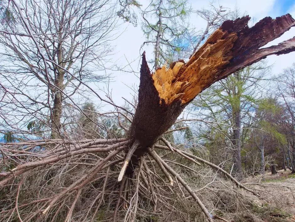 Why Remove Diseased Trees Massachusetts?