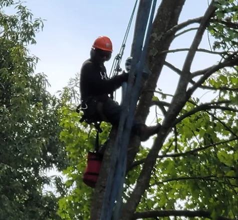 Tree Pruning and Trimming