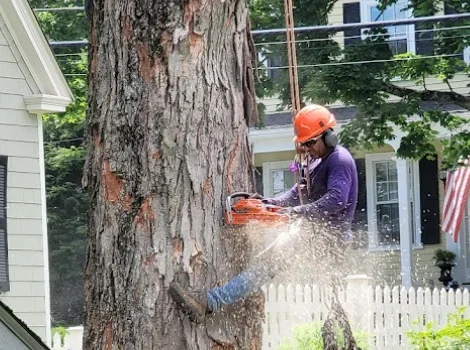 Why Regular Pruning Matters for Tree Health?